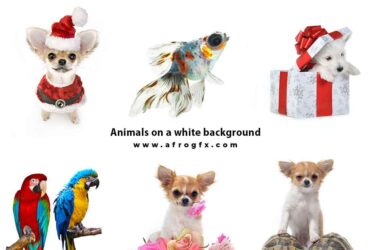 Animals on a white background