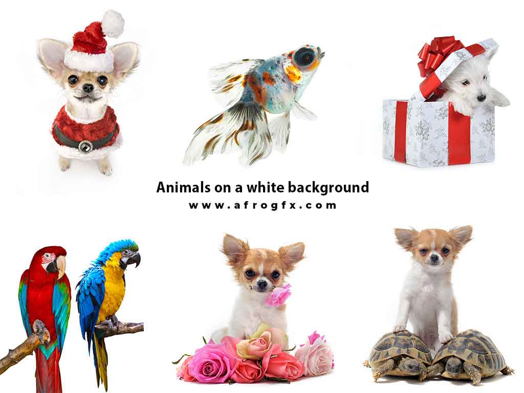 Animals on a white background