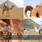 Camel Egypt Images, Stock Photos