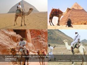 Camel Egypt Images, Stock Photos