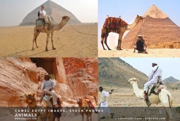 Camel Egypt Images, Stock Photos