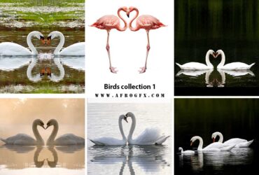 Birds collection 1