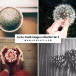 Cactus Stock images collection Set 1