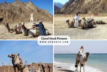 Camel Stock Pictures Royalty-free Photos & Images