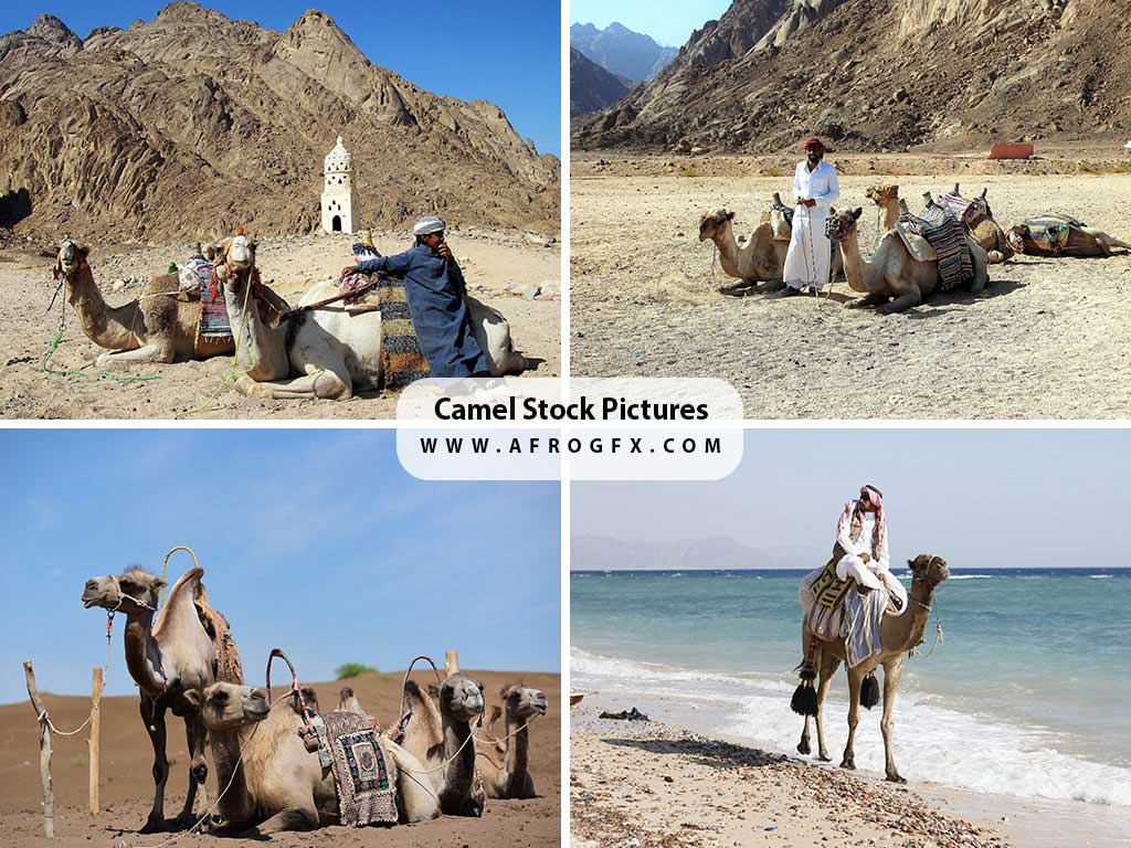 Camel Stock Pictures Royalty-free Photos & Images