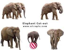 Elephant Cut-out High Res Pictures