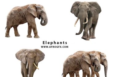Elephants 4X JPEG