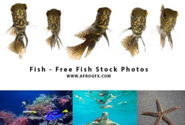 Fish - Free Fish Stock Photos