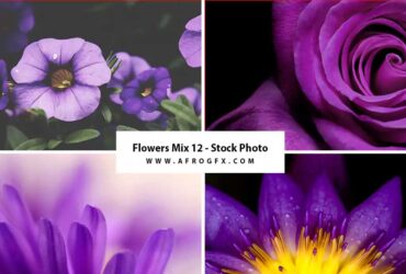 Flowers Mix 12 - Stock Photo