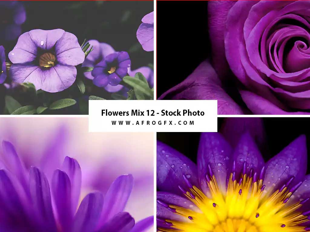 Flowers Mix 12 - Stock Photo