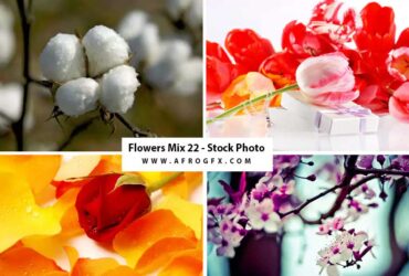 Flowers Mix 22 - Stock Photo