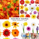 Flowers Mix 23 - Stock Photo