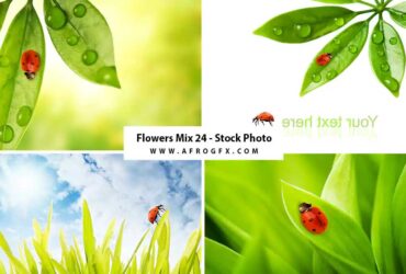 Flowers Mix 24 - Stock Photo