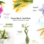 Flowers Mix 25 - Stock Photo