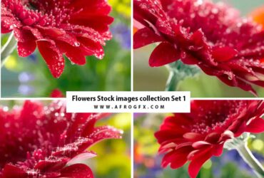 Flowers Stock images collection Set 1