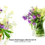 Flowers Stock images collection Set 10