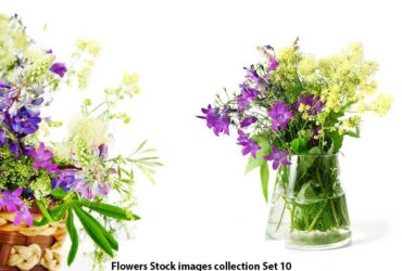 Flowers Stock images collection Set 10