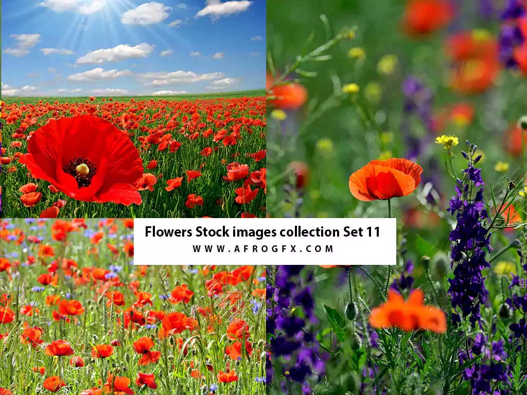 Flowers Stock images collection Set 11