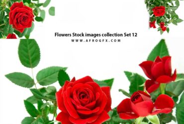 Flowers Stock images collection Set 12