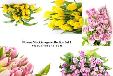Flowers Stock images collection Set 2