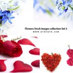 Flowers Stock images collection Set 3