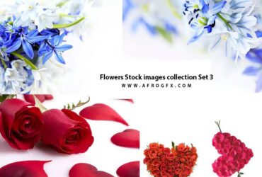 Flowers Stock images collection Set 3