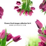 Flowers Stock images collection Set 4
