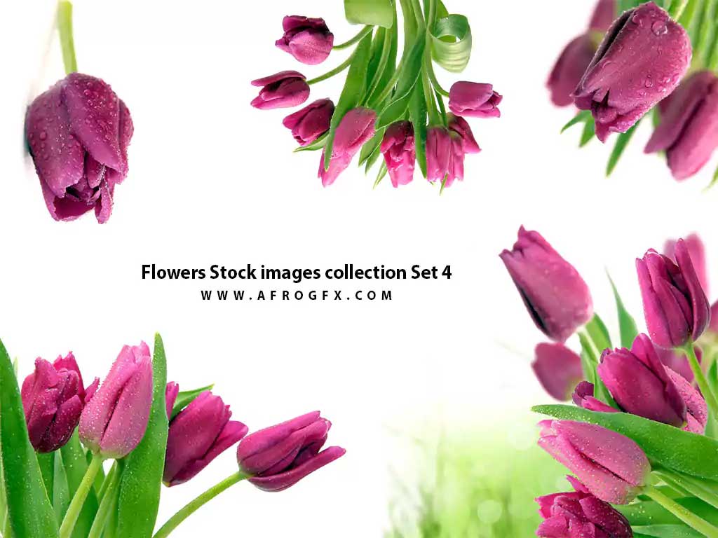 Flowers Stock images collection Set 4