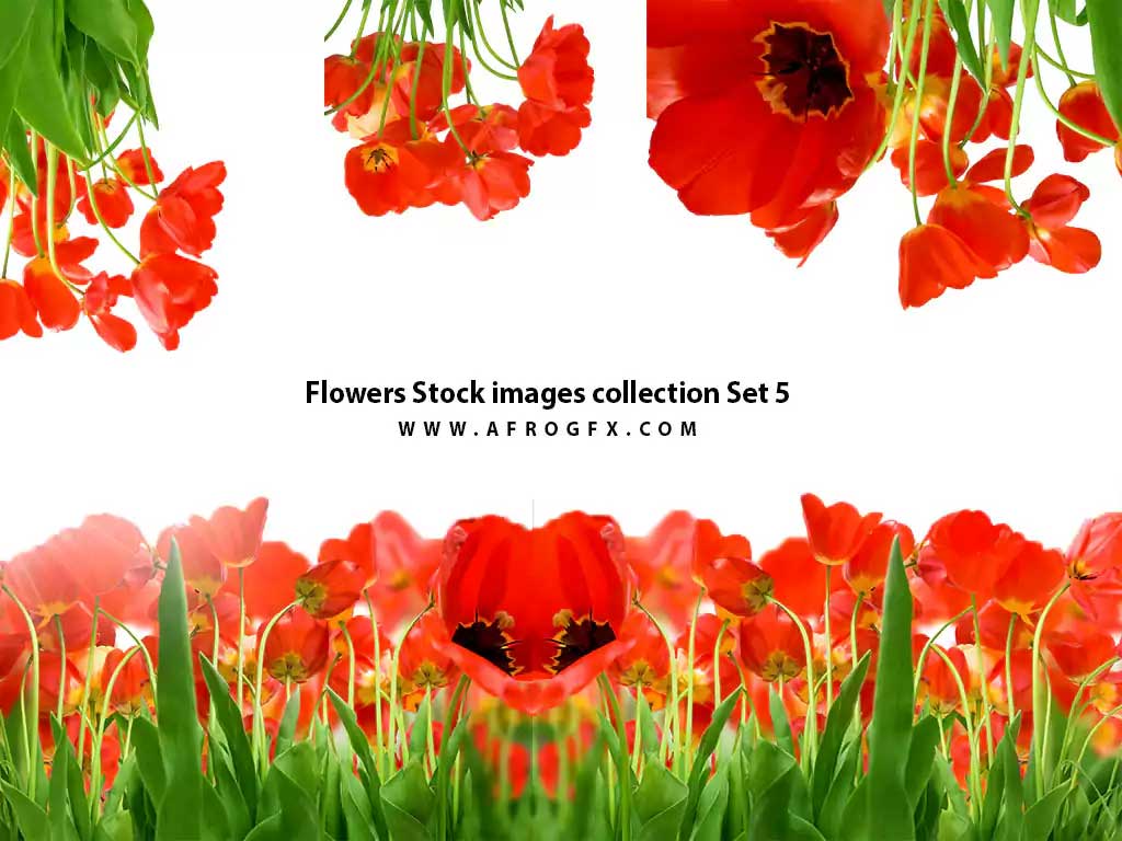 Flowers Stock images collection Set 5