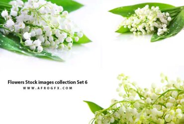 Flowers Stock images collection Set 6