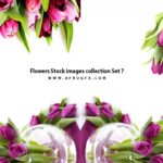 Flowers Stock images collection Set 7