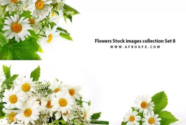 Flowers Stock images collection Set 8