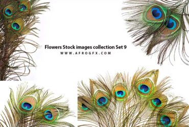 Flowers Stock images collection Set 9