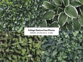 Foliage Texture Free Photos