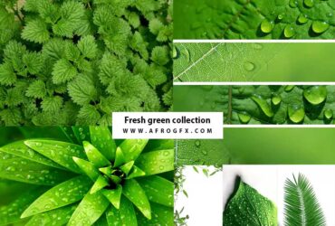 Fresh green collection