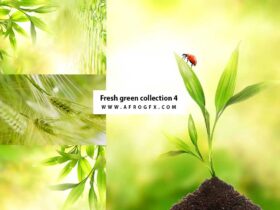 Fresh green collection 4