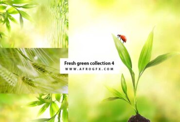 Fresh green collection 4