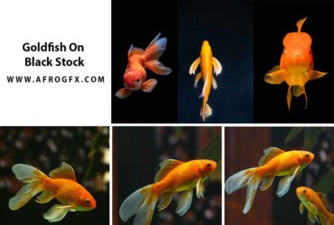 Goldfish On Black Stock