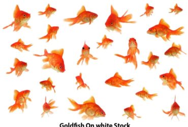 Goldfish On white Stock