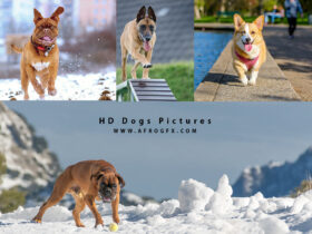 HD Dogs Pictures & The Cutest Free Stock Photos of Puppies
