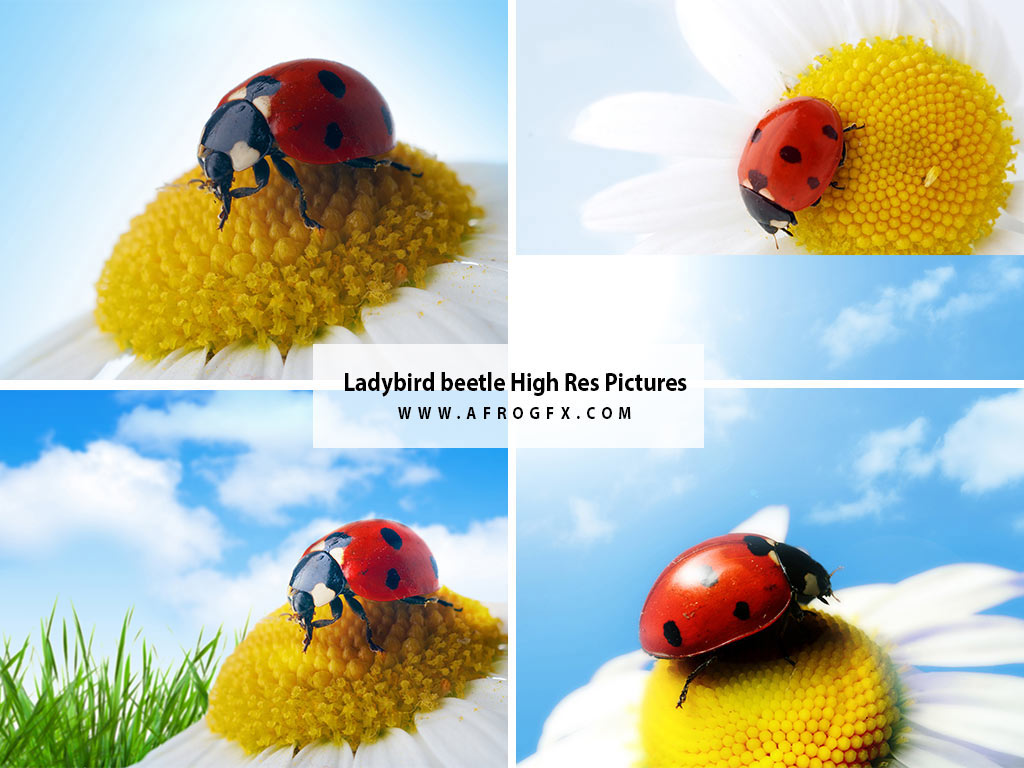 Ladybird beetle High Res Pictures - HD Wallpapers Collection