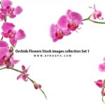Orchids Flowers Stock images collection Set 1
