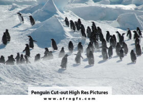 Penguin Cut-out High Res Pictures