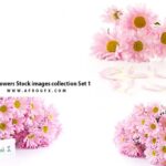 Pink Flowers Stock images collection Set 1