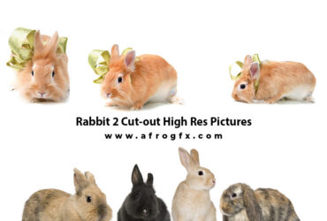 Rabbit 2 Cut-out High Res Pictures