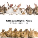 Rabbit Cut-out High Res Pictures