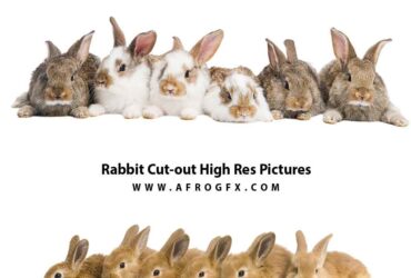 Rabbit Cut-out High Res Pictures