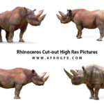 Rhinoceros Cut-out High Res Pictures