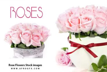 Rose Flowers Stock images collection Set 1