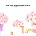 Rose Flowers Stock images collection Set 2